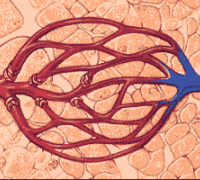 TAKE CARE! TOP 10 HIGH MORTALITY DISEASES ARE MAINLY ASSOCIATED WITH BLOOD CIRCULATION 