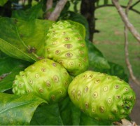 HOW DOES NONI ENZYME RESIST INFLAMMATION?