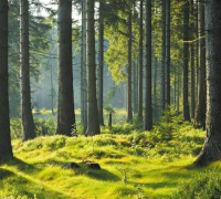 Raw Materials of Far Infrared Products - Canadian Hemlock
